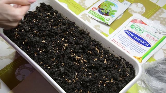 Посадка семян туи от А до Я смотреть онлайн