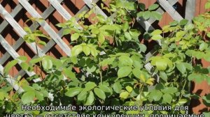 Почему не цветет роза