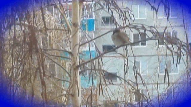 Воробьи?  Зима❄️  Этот прекрасный мир.