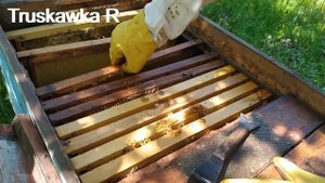 Пчёлы. Разовое расширение семей. Самый простой способ прибавить расплоду. #TruskawkaR