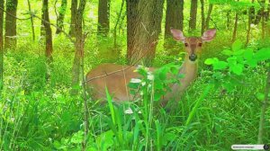 #Islam#Quran#AlAhzab'#ٌMinshawiy#Коран#АльАхьзаб#СамыеКрасивыеМеста#Relaxation#4кВидео#12часть#