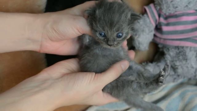 Дымчатые котята: Мяу сян и Ному чян смотреть онлайн