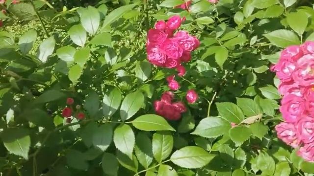 Розы.Мускусные гибриды Ленса: Динки и Альден Бизен. (Бельгия). смотреть онлайн