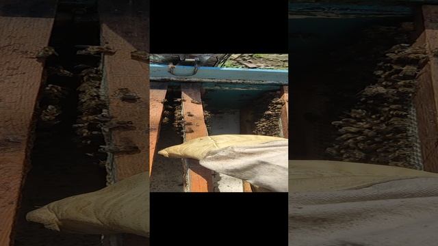 Как усилить пчелосемью
