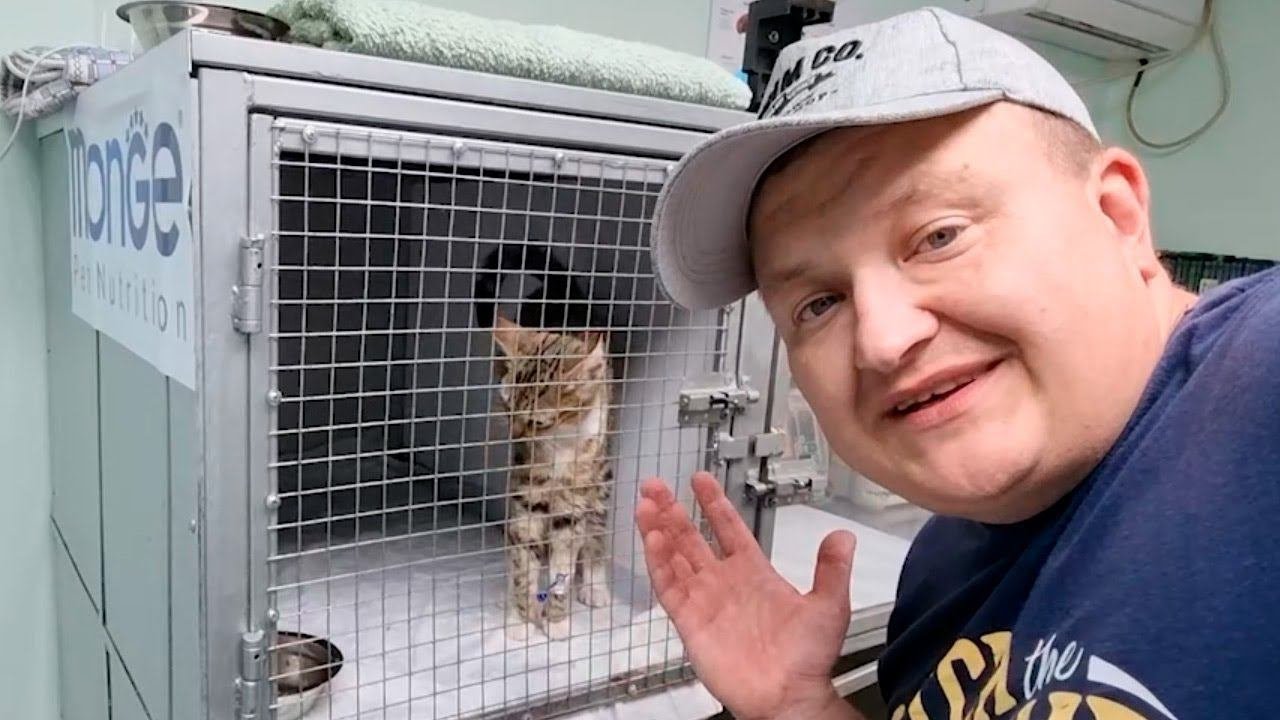 Кошке с панлейкопенией стало лучше!