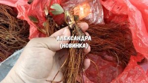 Фриго 2021. Совместная закупка. Сорта клубники фриго.