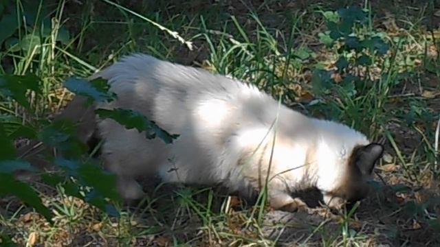И прыжок в ромашки вмиг наш мохнатый озорник:) Котёнок Макс Голубоглазый.
