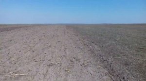 Обзор  чеснока Мессидор и Любаша