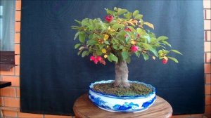 Бонсай яблоня декоративная Эверест Bonsai malus Everest manzano осень 2022 год