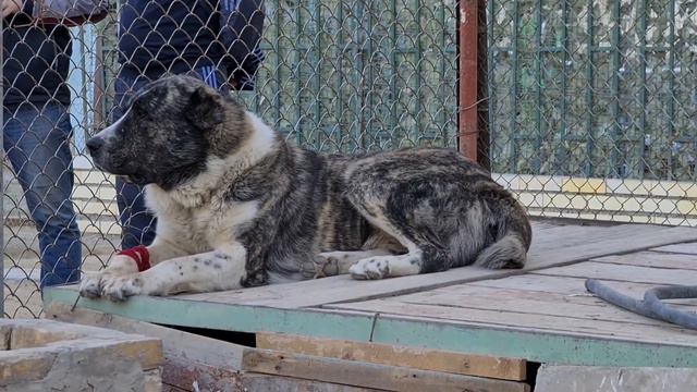 Орлан линия Омин Гарахан! Туркменский Волкодав - Turkmen Alabay смотреть онлайн