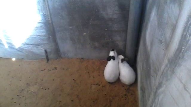 Разведение кроликов в яме смотреть онлайн