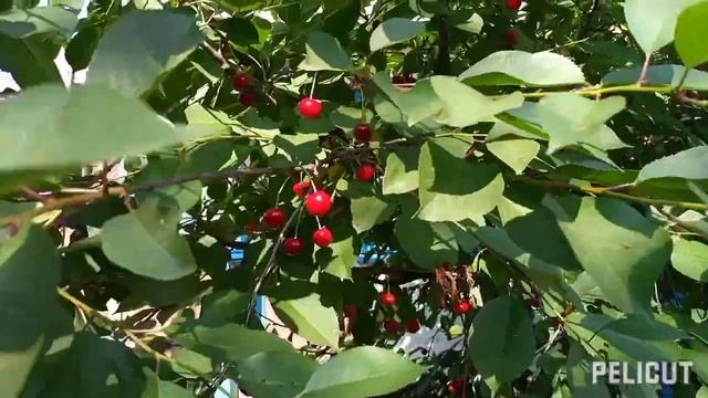 #21 Суетливое воробьиное семейство, белая лилия, розы, гвоздика. смотреть онлайн