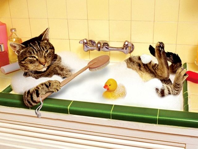 КОТЫ И ВАННА! Подборка прикольных видео. смотреть онлайн