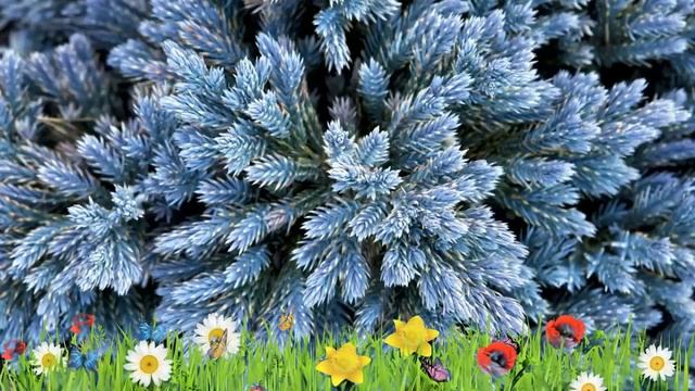 Можжевельник чешуйчатый Блю Стар ? Обзор: посадка и уход. саженцы: описание и особенности смотреть онлайн