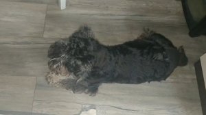 Цвергшнауцер! Без намордника ни как!