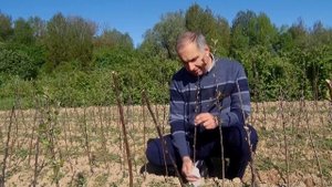 "Способы вегетативного размножения плодовых культур"_Новогрудский аграрный колледж