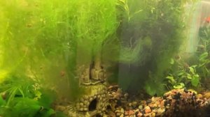 ПОКАЗЫВАЕМ НАШИ АКВАРИУМЫ l ГЛАВНАЯ ОШИБКА АКВАРИУМИСТА В ЖАРУ l Eheim aquastar 54 led, Atman ZGT-6