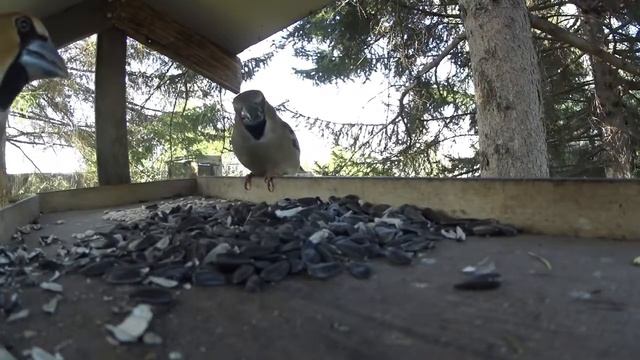 Бёрдвотчинг #4 Дубоносы в кормушке смотреть онлайн