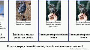 Птица, отряд совообразные, семейство совиные, часть 1 совка сыч сова филин воробьиный иглоногая