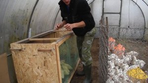 Бройлеры, гуси и утки! Птичник из теплицы...