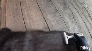 Стрижка хаски | Собачий груминг | Husky grooming
