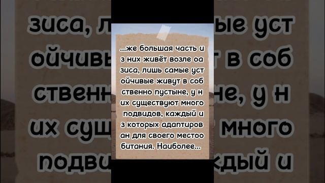 Виды голубей | Пустынный голубь.