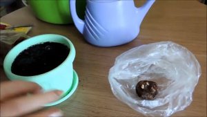 Посадка Бегонии клубневой. Из собственного опыта