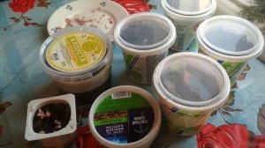 Клён ложноплатановый Леопольди размножение семенами