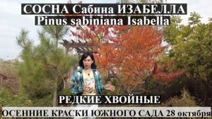 ОСЕННИЕ КРАСКИ ЮЖНОГО САДА 28 октября/СОСНА Сабина ИЗАБЕЛЛА Pinus sabiniana Isabella /РЕДКИЕ ХВОЙНЫЕ