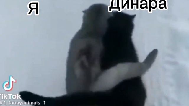 Я и Дина гуляем рядом когда холодно 😂 смотреть онлайн