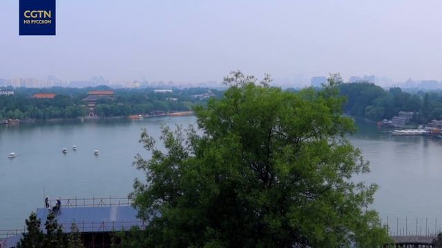 Лотосы в цвету смотреть онлайн