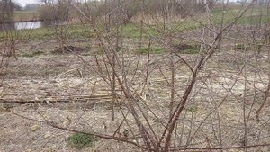 Подвой ВСЛ 2  .