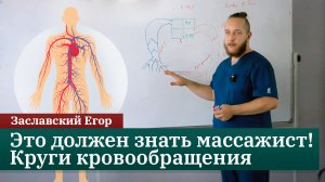 Круги кровообращения. Анатомия для массажистов. Заславский Егор