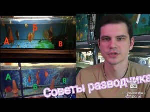 Почему не нерестятся Дискусы? 13 аргументов