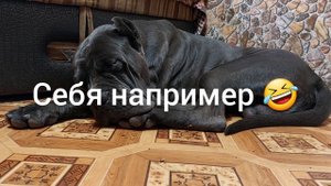 #канекорсо ДРАКИ СОБАК.Как разнять дерущихся собак?дерущиесясобаки