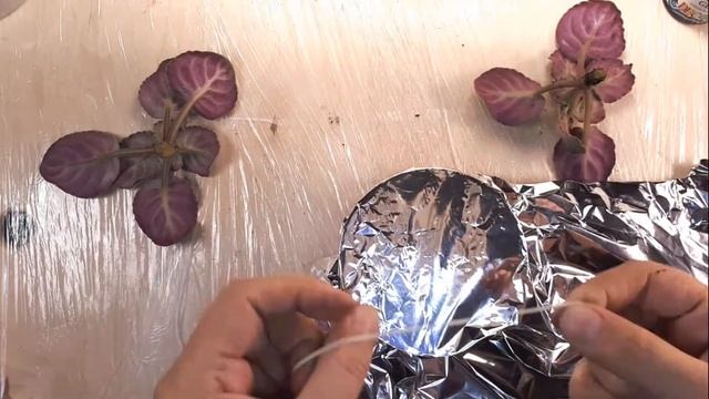 ОМОЛОЖЕНИЕ ФИАЛКИ 2 способа смотреть онлайн