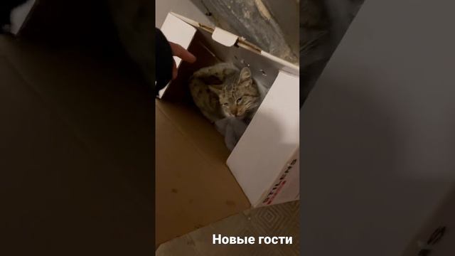 Новые котики в подъезде смотреть онлайн