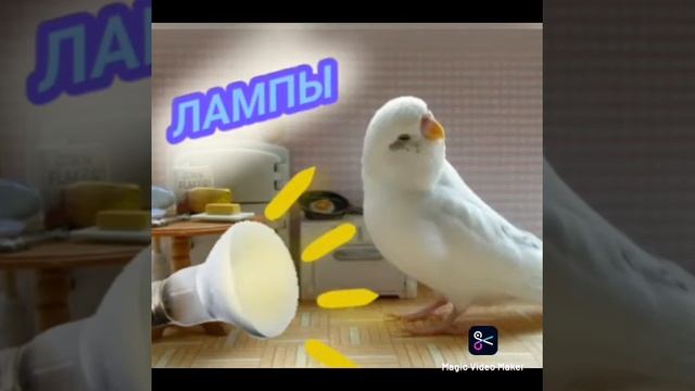 Как согреть попугая?Гамаки, лампы и жердочки для попугаев смотреть онлайн