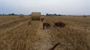 Chesapeake bay retriever