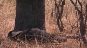 Гангстеры дикой природы - Слоны