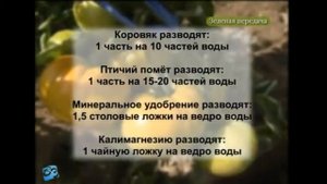 График подкормок томатов