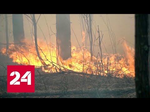 Лесные пожары: режим ЧС и самое настоящее пекло - Россия 24
