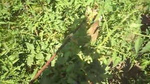 Томаты. Препарат Ридомил.