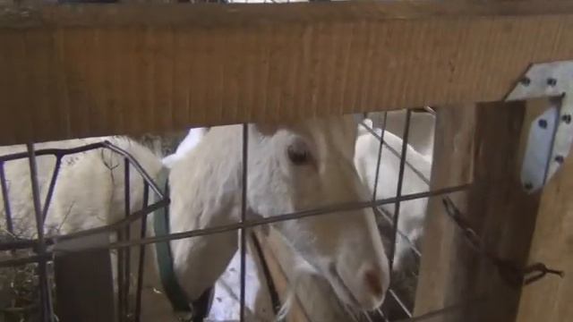 Holy Myrrhbearers Monastery смотреть онлайн