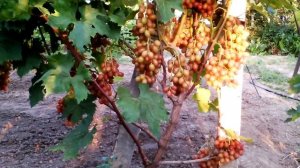 Презентация новой ГФ Гран-при (мускат мускатов)-2019