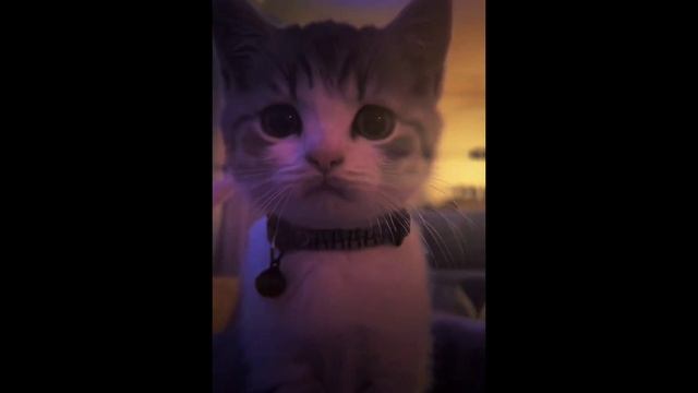 Jjk react to good y/n/Реакция Магической битвы на хороших т/и/Haruko_Neunago смотреть онлайн