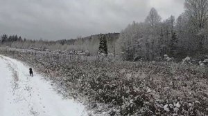 Первый снег. Встретили лося.