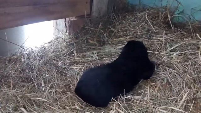 Puppy male - 3 with a triangle on the nose/ Кобель -3 - с треугольником на носу смотреть онлайн