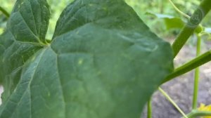 Июльская подкормка Помидор и Огурцов для ускоренного и обильного созревания плодов!