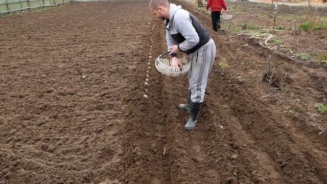 Посадка картошки под плуг сразу в борозды !!!